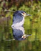 Black-crowned Night Heron