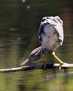 Black-crowned Night Heron