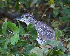 Black-crowned Night Heron