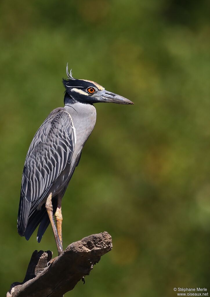 Yellow-crowned Night Heronadult