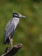 Yellow-crowned Night Heron