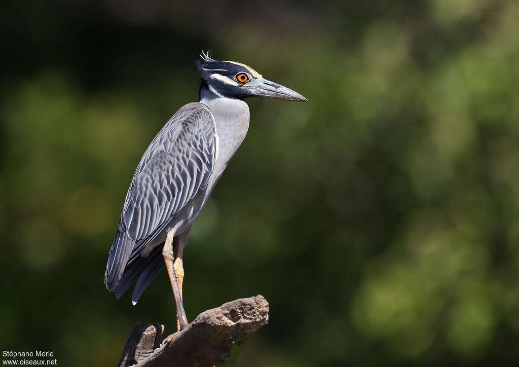 Yellow-crowned Night Heronadult, identification