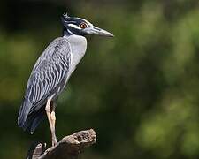 Yellow-crowned Night Heron