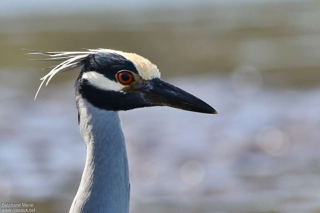 Yellow-crowned Night Heronadult, close-up portrait