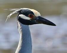 Yellow-crowned Night Heron