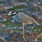 Yellow-crowned Night Heron