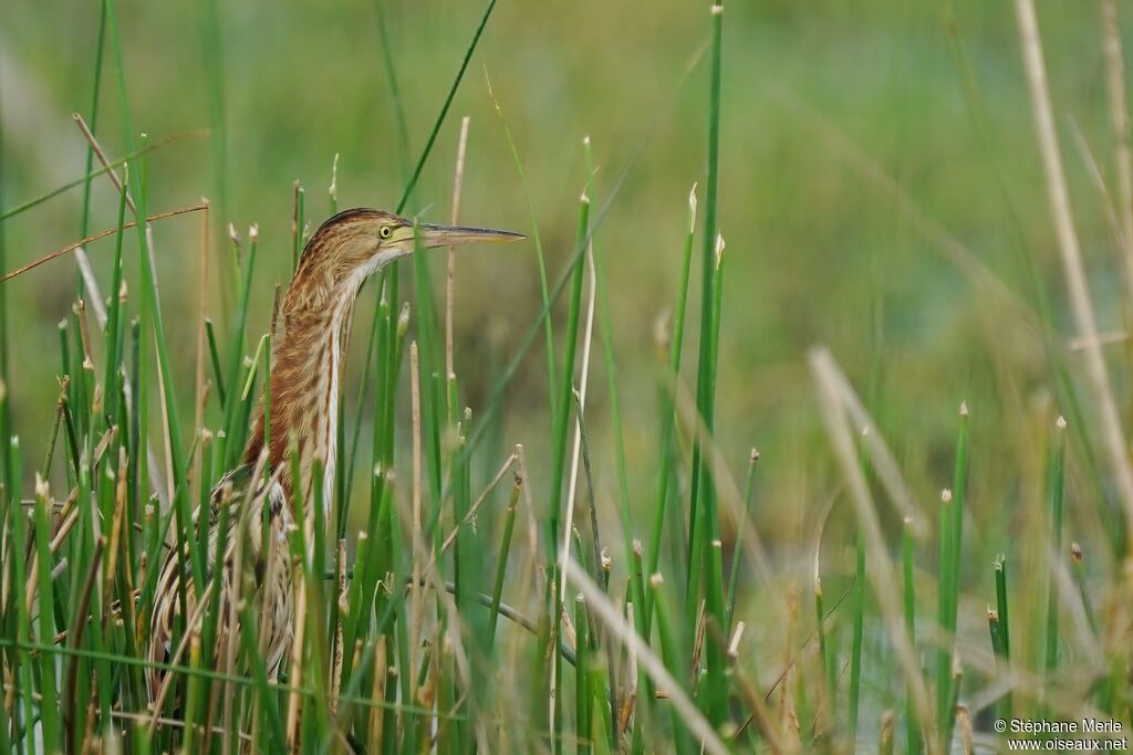 Yellow Bittern