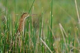 Yellow Bittern