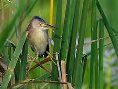 Yellow Bittern