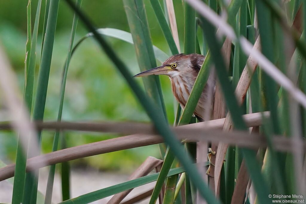 Yellow Bittern