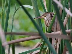 Yellow Bittern