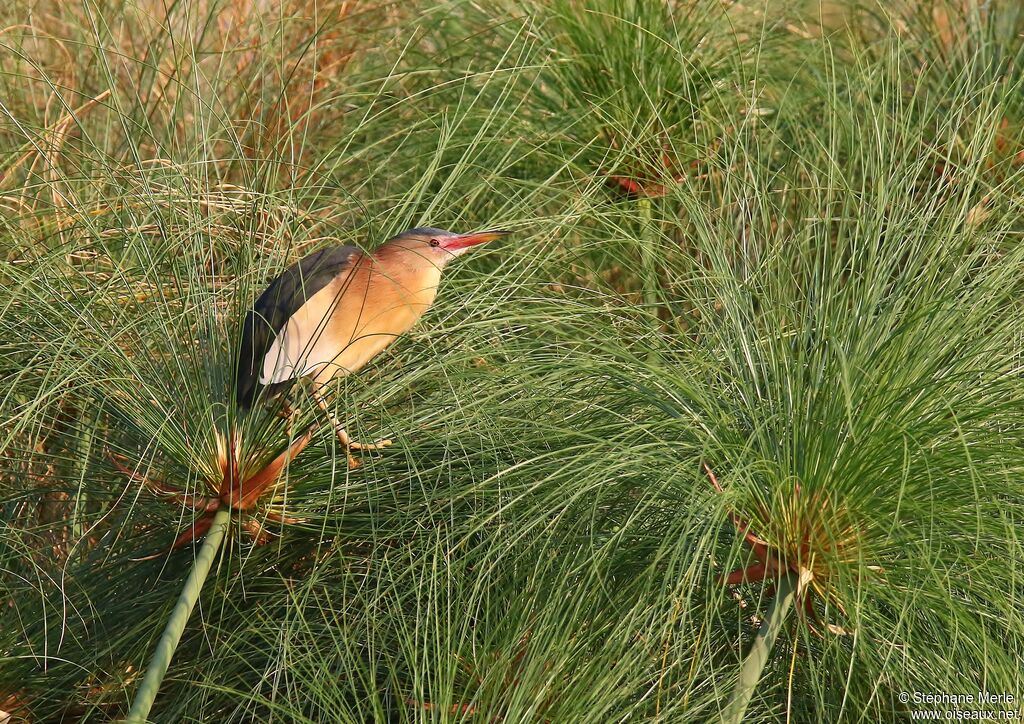 Little Bittern