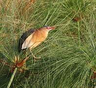 Little Bittern