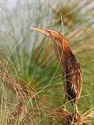 Little Bittern