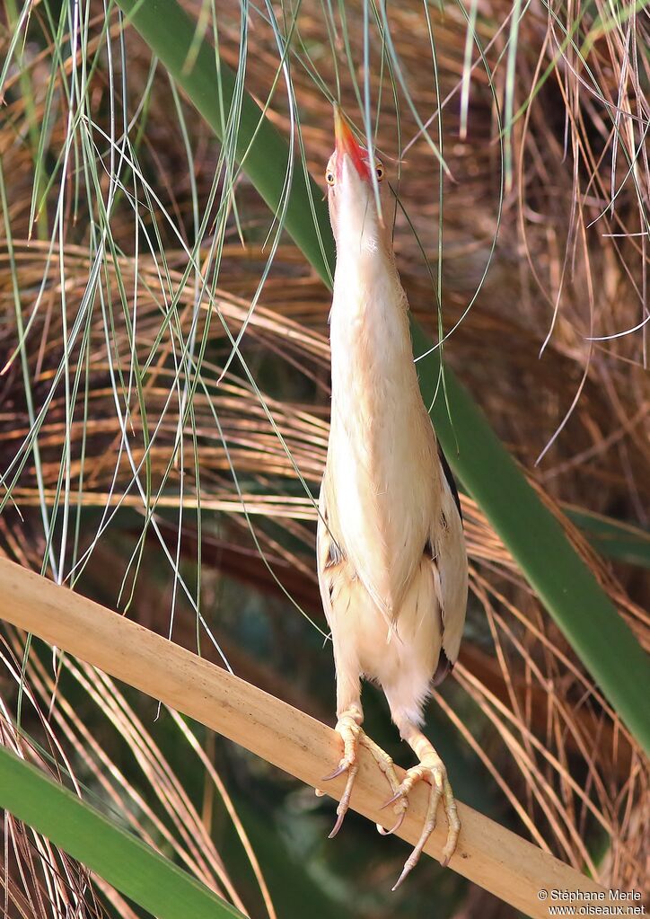 Little Bittern male adult, Behaviour