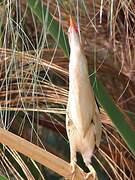 Little Bittern