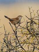 Cetti's Warbler