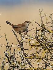 Bouscarle de Cetti