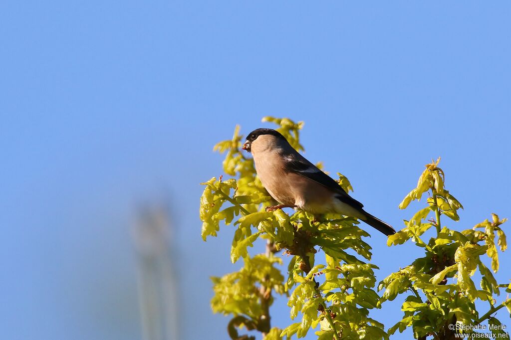 Eurasian Bullfinch female