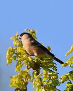 Eurasian Bullfinch