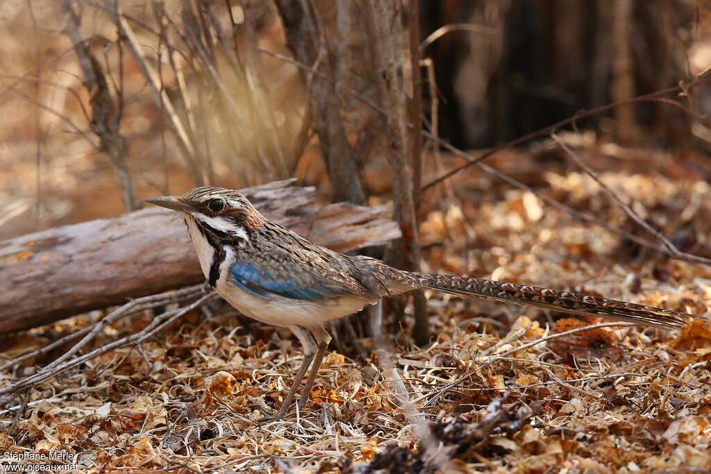 Long-tailed Ground Rolleradult, identification