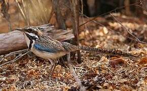 Long-tailed Ground Roller