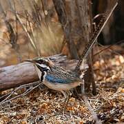 Long-tailed Ground Roller