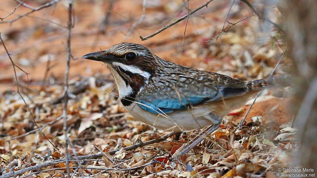 Long-tailed Ground Roller