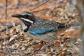 Long-tailed Ground Roller