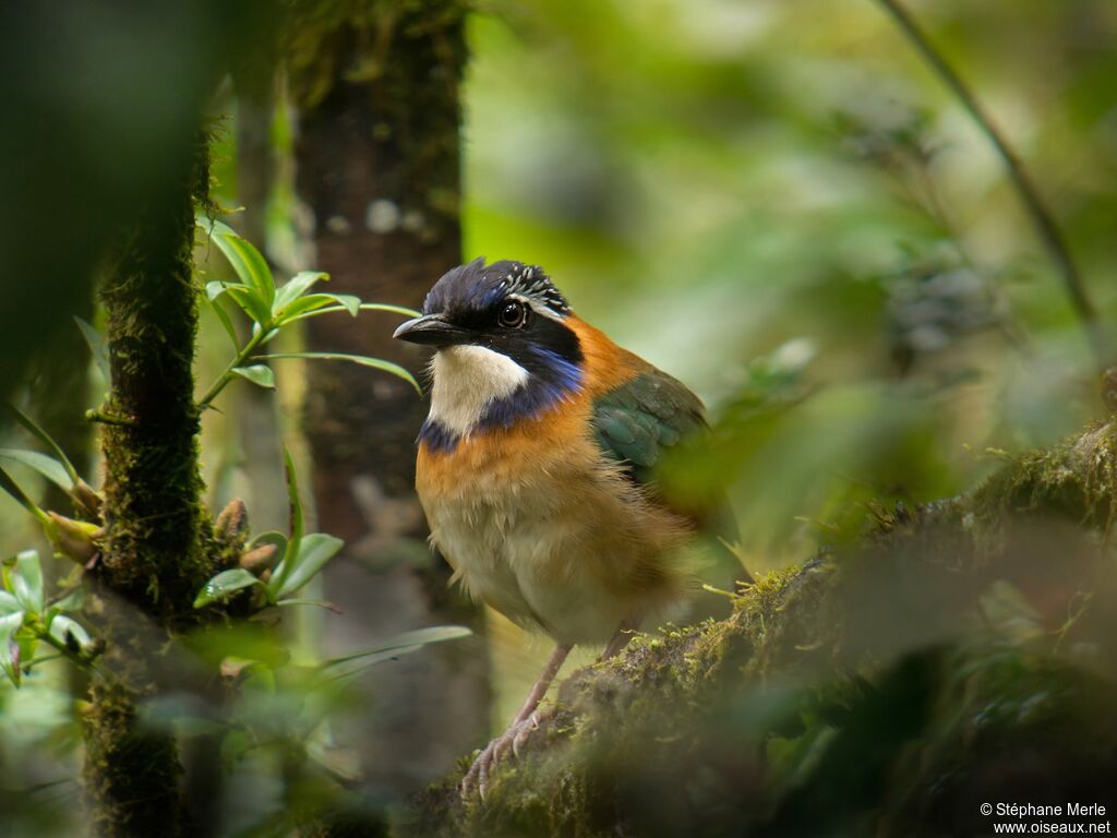 Pitta-like Ground Rolleradult