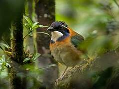 Pitta-like Ground Roller