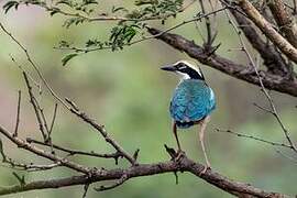 Indian Pitta