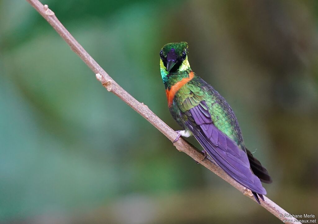 Gould's Jewelfront male adult