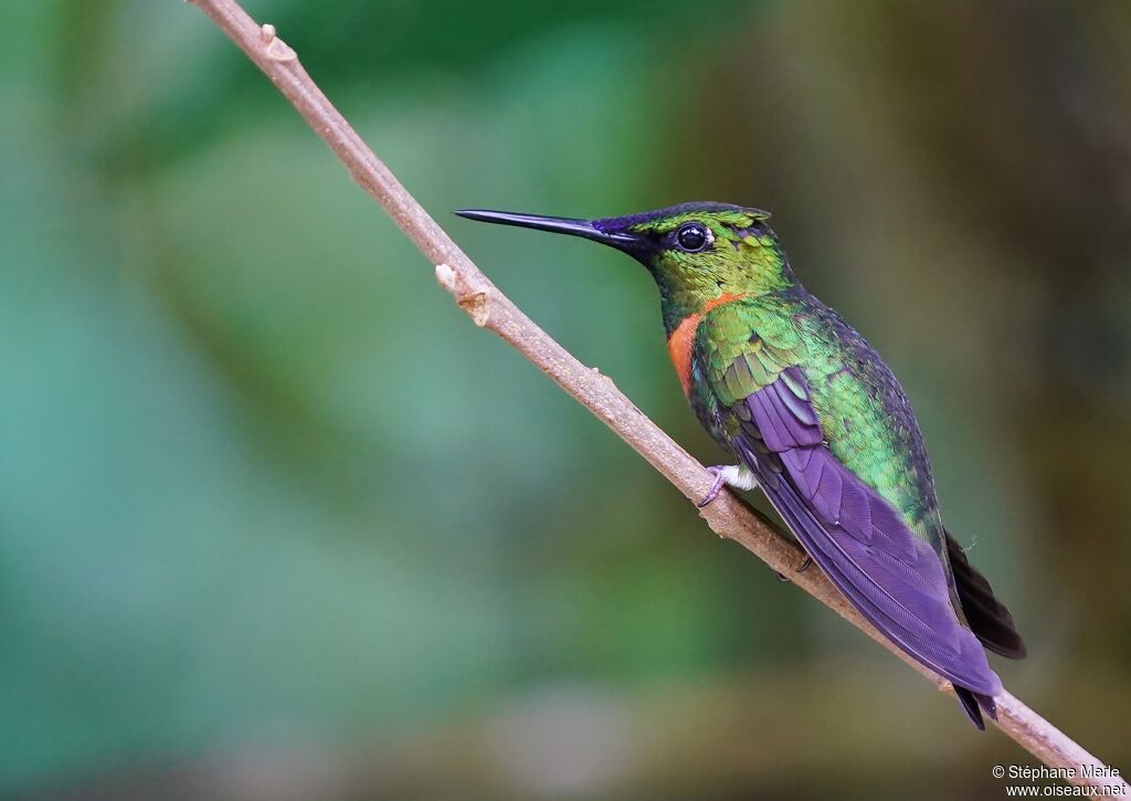 Gould's Jewelfront male adult