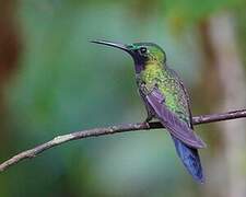 Black-throated Brilliant