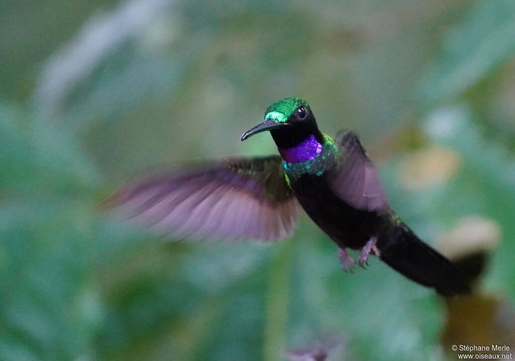 Black-throated Brilliant male adult, close-up portrait