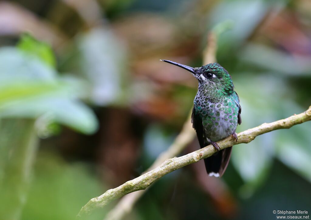 Green-crowned Brilliant female adult