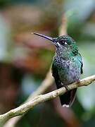 Green-crowned Brilliant