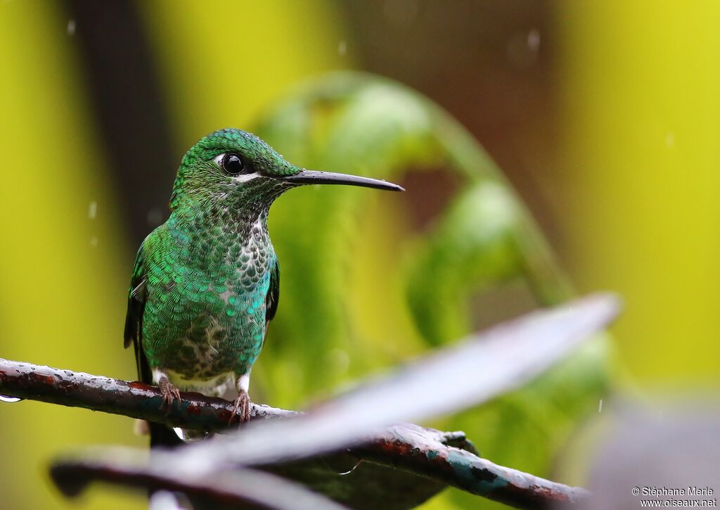 Green-crowned Brilliant female