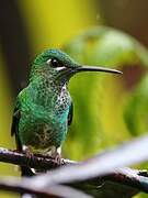 Green-crowned Brilliant