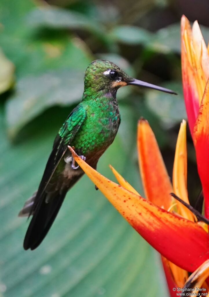 Green-crowned Brilliant male adult