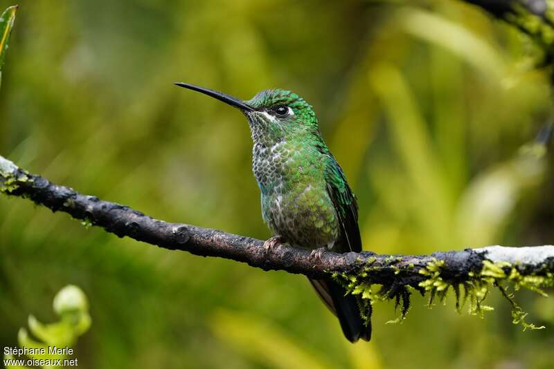 Green-crowned Brilliant female adult, identification