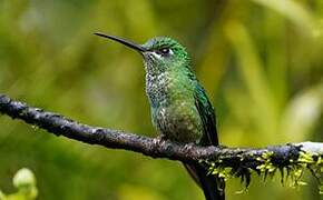 Green-crowned Brilliant