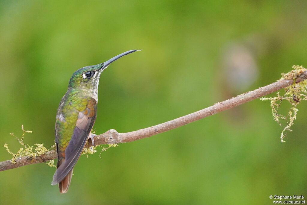 Fawn-breasted Brilliantadult