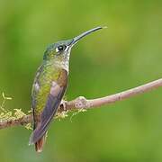 Fawn-breasted Brilliant