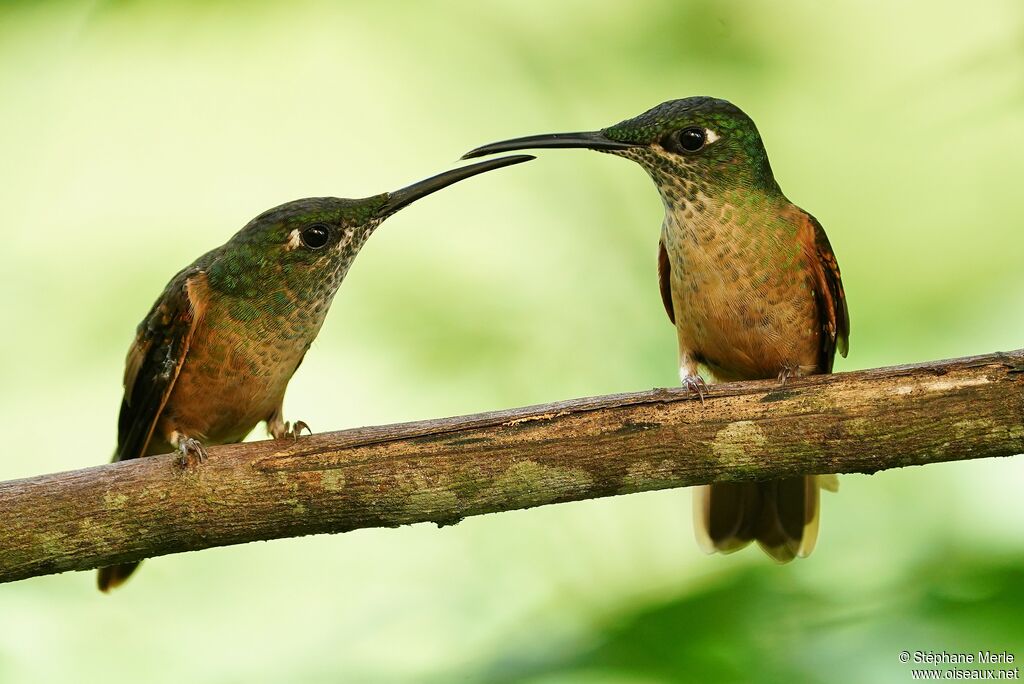 Fawn-breasted Brilliant