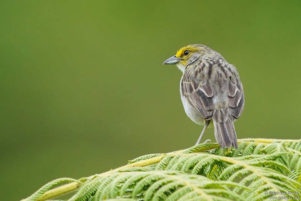 Bruant à front d'oradulte