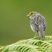 Yellow-browed Sparrow