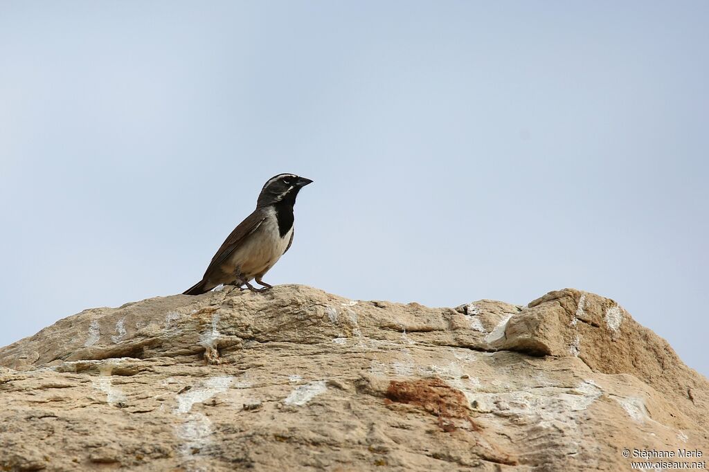 Bruant à gorge noire