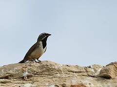 Black-throated Sparrow